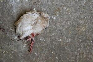 A closeup of an abandoned white bird resting on the ground, showcasing its beauty and surroundings photo