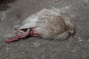 Deceased Bird on the Ground A Reflection on the Intricate Cycle of Natures Balance and Life photo