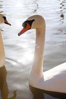 A Pair of Elegant Swans Gracefully Swimming in the Calm Waters of a Tranquil Lake photo