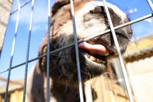 A Playful Goat Cheerfully Assisting Behind a Fence While Enjoying the Warm Sunlight photo