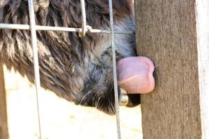 A Curious and Playful Animal Attempting to Lick Through a Fence with Great Enthusiasm photo