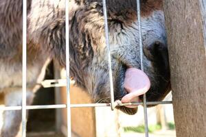 A curious donkey is licking through a fence, displaying its behavior and inquisitive nature photo