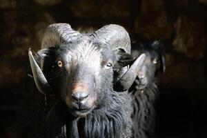 A closeup view featuring Majestic Black Rams adorned with their impressive and unique horns photo