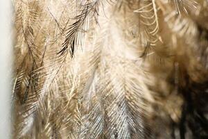 Close-up photograph of the structure of an ostrich feather in daylight photo