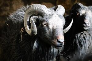 A black sheep adorned with curly horns, situated in a barnlike environmental setting photo