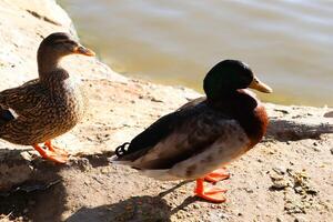 Ducks interact gracefully at Waters Edge, showcasing their beauty and social behaviors photo