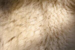 An Artistic Representation Featuring Textured Fur with A Gentle and Soft Illumination photo