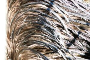 Close-up photograph of the structure of an ostrich feather in daylight photo