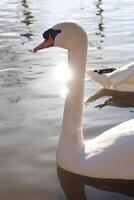 Witness the Elegant Swans Gracefully Gliding on the Tranquil Surface of the Water at Sunrise photo