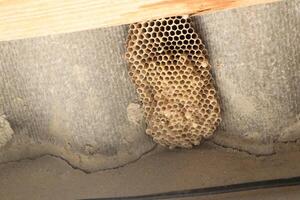 A closeup image showcasing a detailed view of a honeycomb nest located within an attic space photo
