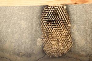 A honeycomb structure found in a homes attic showcases bees intricate ecosystem and design photo