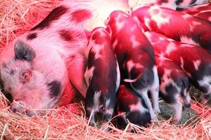 Newborn piglets snuggling with their mother in a warm barn create a heartwarming scene photo