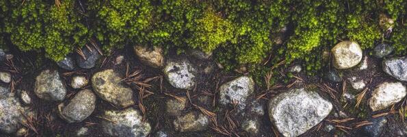 Moss and stones in a forest floor capturing natural textures and organic contrast photo