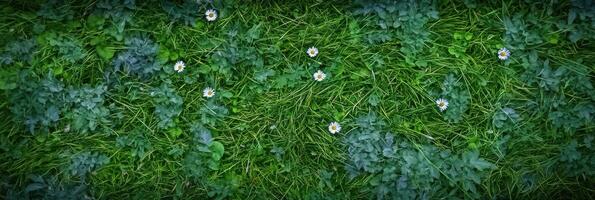 Vibrant green grass with daisies creating a natural background photo