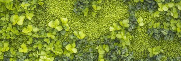 Lush green foliage with dense leafy texture in nature background photo