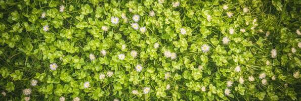 Close-up of fresh green clover field with small white flowers photo