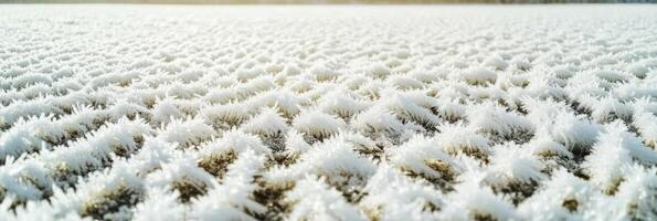 Close-up of frost patterns forming on a snow-covered field at sunrise photo