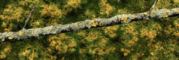 Lichen-covered tree branch with yellow leaves in forest during autumn season photo