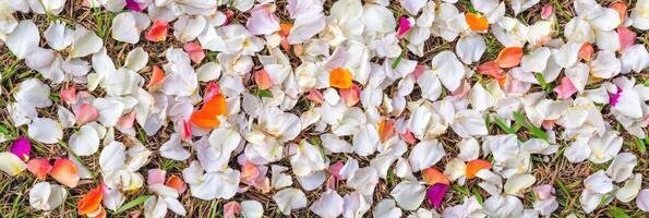 Colorful rose petals scattered on grass creating a stunning floral carpet photo