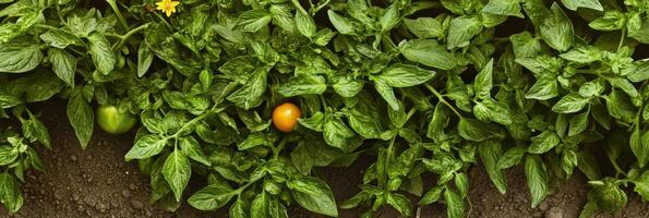 Tomato plant with lush green foliage and ripening tomato in garden setting photo