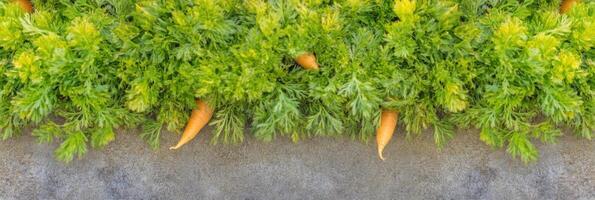 Fresh carrots in garden with lush green foliage ready for harvesting photo