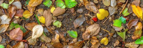 Colorful autumn leaves on forest floor with soil background for nature concept photo
