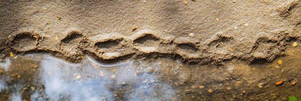Animal footprints in wet sand near water at beach nature scene photo