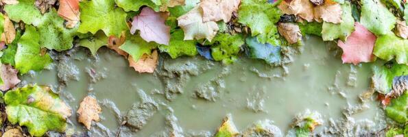 Vibrant autumn leaves on muddy ground capturing nature's seasonal palette photo