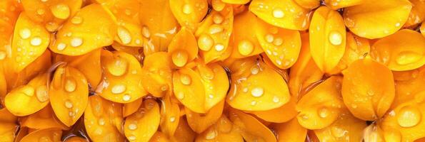 Vibrant yellow petals with water droplets creating a stunning floral pattern photo