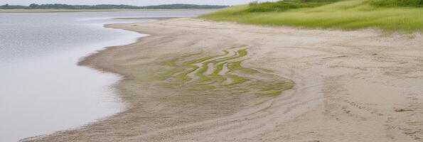 Serene coastal landscape with sand patterns and greenery along the shoreline photo