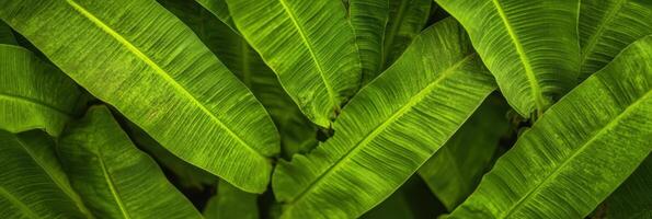Close-up view of lush green banana leaves with detailed texture and patterns photo