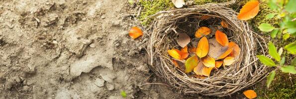 Autumn leaves in a nest on the forest floor with twigs and soil nature concept photo