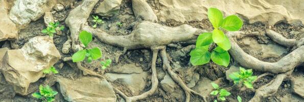 Natural growth of vines and green leaves on rustic stone surface photo