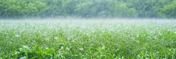 Lush green meadow in rain with fresh grass and verdant trees in the background photo