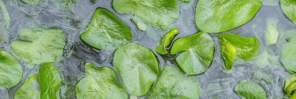 Vibrant green lily pads floating on a calm water surface in a garden pond photo