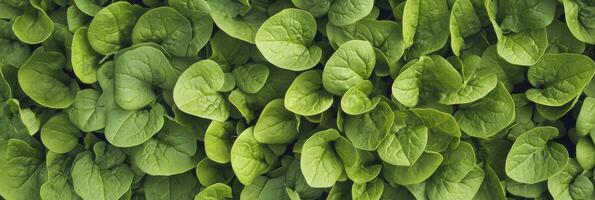 Fresh green spinach leaves texture background for healthy living concept photo