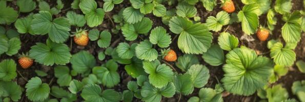 Lush green strawberry plants with ripening berries in sunlit garden setting photo