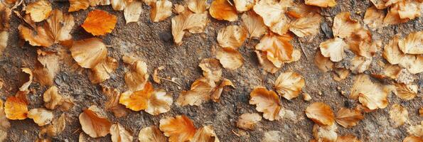 otoño hojas en bosque piso creando estacional naturaleza antecedentes foto