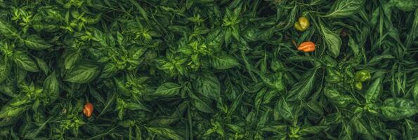 Vibrant green foliage and peppers in a dense garden landscape photo