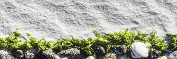 Seashells, stones, and seaweed on a sandy beach capturing coastal serenity photo