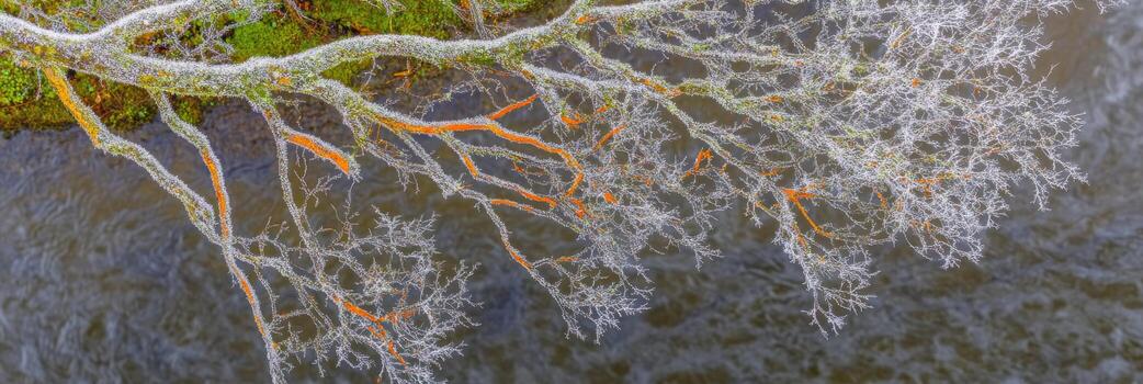 Aerial view of frost-covered tree branches with autumn leaves in river photo