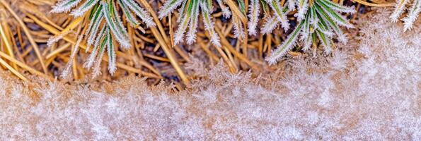 Frost-covered pine needles on brown pine needles in winter forest scene photo