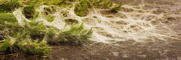 Spider webs on pine branches in forest create intricate natural pattern photo