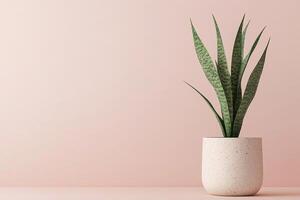 A stylish snake plant features tall, variegated green leaves, displayed in a minimalist ceramic pot on a smooth surface with a soft pastel gradient behind it, allowing for clean text overlay space photo