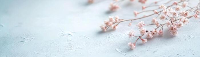 Cherry blossom flowers, in soft pink hues, bloom gently on thin branches, creating an elegant and serene composition with ample negative space, perfect for calm moments or text overlays photo