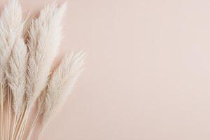 Tall pampas grass in soft beige, white, and cream colors stands elegantly against a muted pastel backdrop. Ideal for bohemian decor, offering a modern touch with clean space for text photo