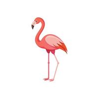 Graceful Flamingo with Vibrant Feathers Illustration Design on White Background vector