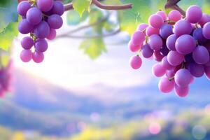 Vineyard at dusk with deep plum grape clusters hanging from vines in a rustic and romantic setting photo