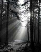 A serene illustration of a dense forest with tall pine trees photo
