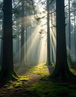 Sunlit Dense Forest with Tall Pine Trees photo